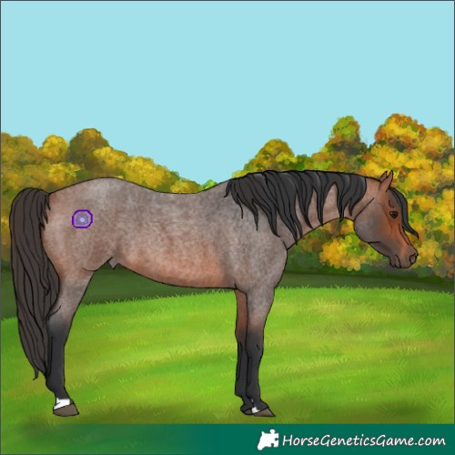 Horse Color:Bay Roan