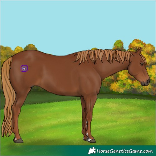 Horse Color:Gray Chestnut