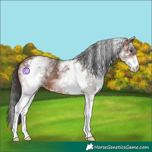 Horse Color:White Spotted Bay Rabicano