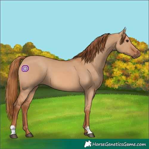 Horse Color:Red Dun 