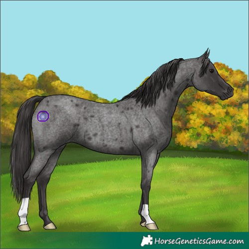 Horse Color:Smoky Blue Roan