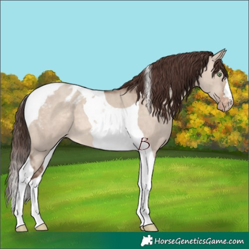 Horse Color:Sable Champagne Dun Tobiano Varnish 