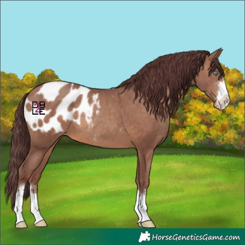 Horse Color:Chocolate Sable Champagne Blanket 