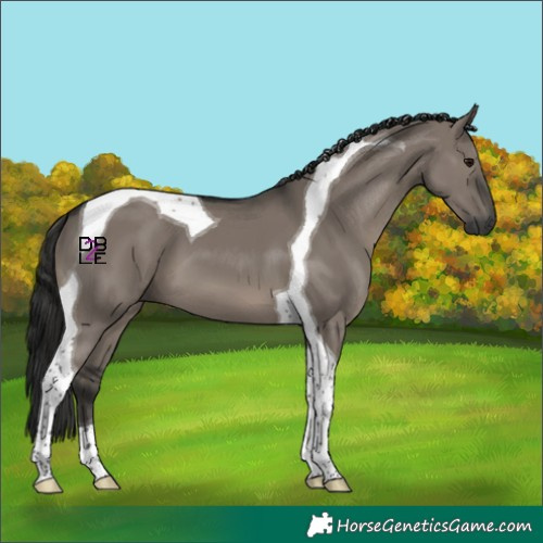 Horse Color:Gray Grullo Tobiano