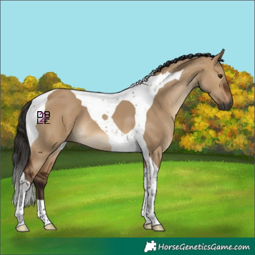 Horse Color:Gray Bay Dun Tobiano