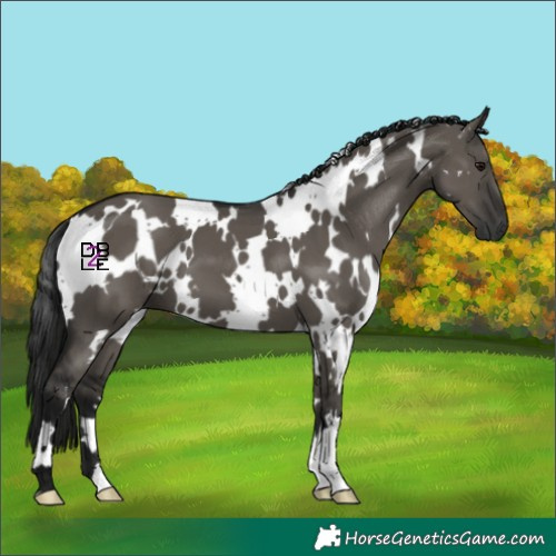 Horse Color:Gray White Spotted Grullo 