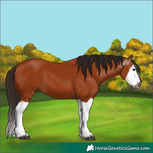 Horse Color:Gray Bay Splash Frame