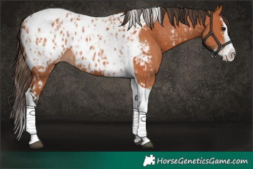 Horse Color:Bay Splash Tobiano Near Leopard  and Bay Splash Tobiano Near Leopard Rabicano 