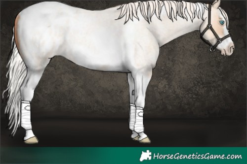Horse Color:Silver Amber Champagne Roan Dun Splash Tobiano Frame Blanket Rabicano