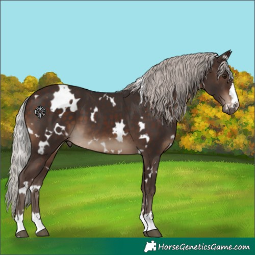 Horse Color:White Spotted Silver Brown