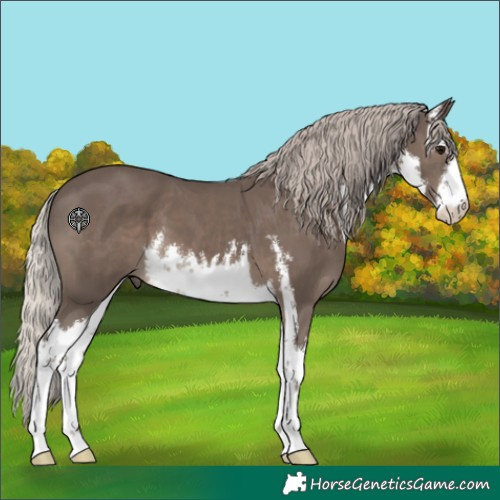 Horse Color:White Spotted Silver Black