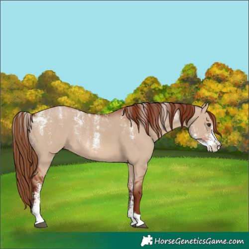 Horse Color:Powder White Red Dun Sabino Rabicano