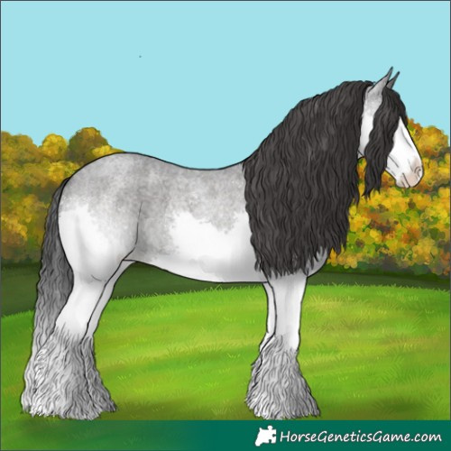 Horse Color:Blue Roan Sabino Splash