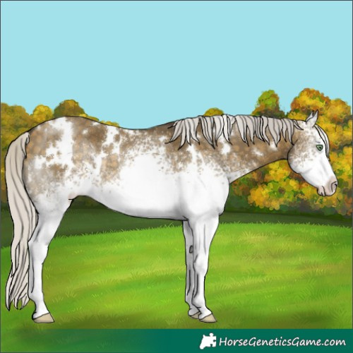Horse Color:White Spotted Silver Buckskin Dun