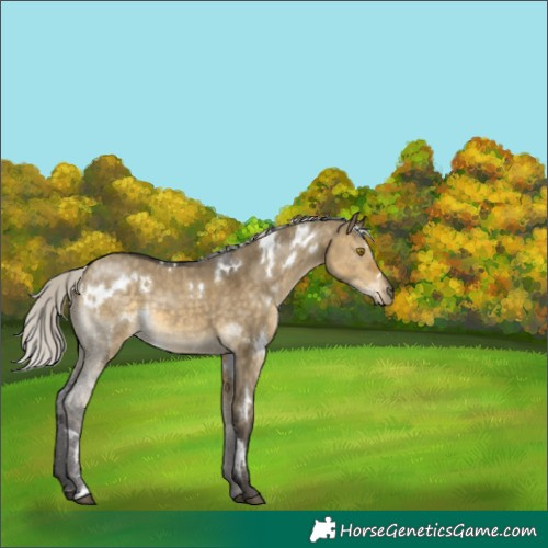 Horse Color:White Spotted Silver Buckskin Dun 