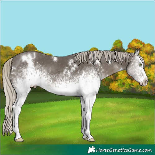 Horse Color:White Spotted Silver Smoky Black
