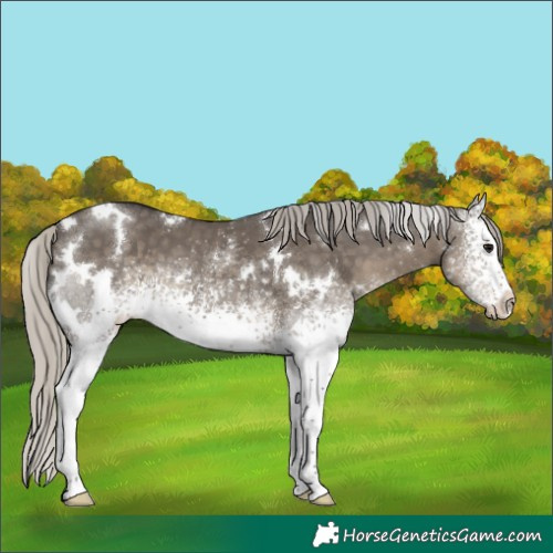 Horse Color:White Spotted Silver Smoky Grullo 