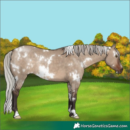 Horse Color:White Spotted Silver Brown Dun Rabicano 
