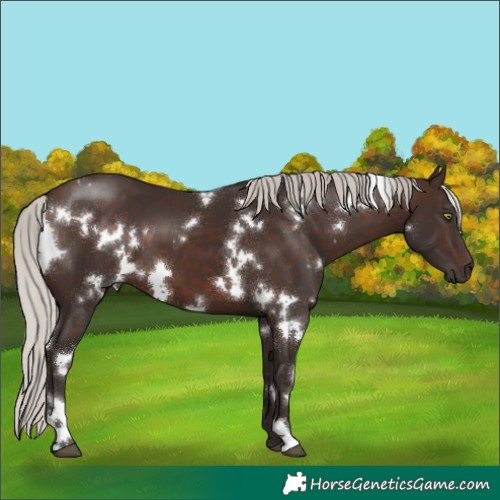 Horse Color:White Spotted Silver Brown