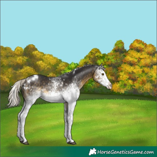 Horse Color:White Spotted Silver Buckskin