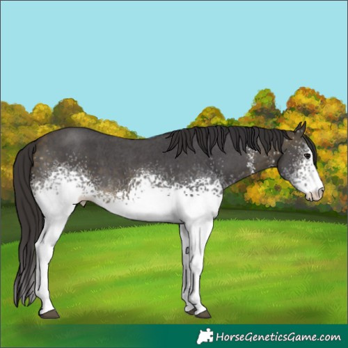 Horse Color:White Spotted Buckskin Sabino