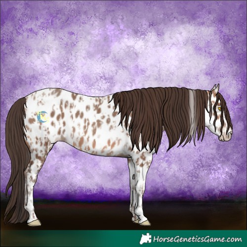 Horse Color:Sable Champagne Near Leopard  and Sable Champagne Tobiano Near Leopard 
