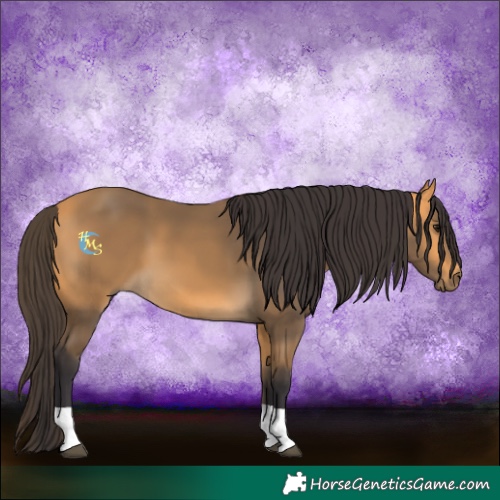 Horse Color:Buckskin 