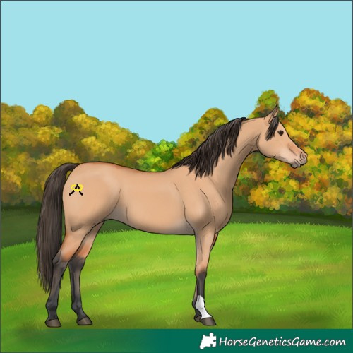 Horse Color:Bay Dun