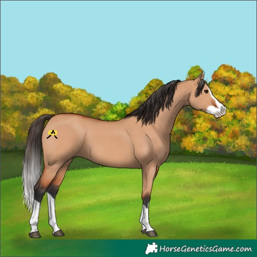 Horse Color:Bay Dun Splash 