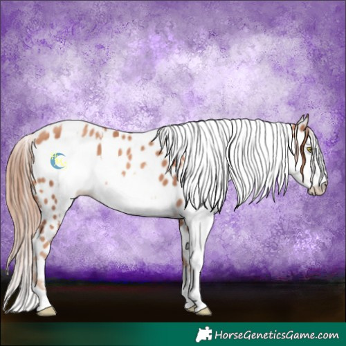 Horse Color:Gold Champagne Near Leopard  and White Spotted Gold Champagne Near Leopard 