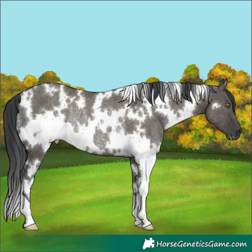 Horse Color:White Spotted Grullo Rabicano