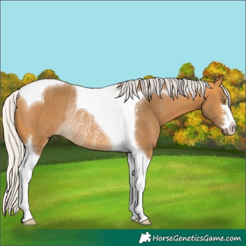 Horse Color:Silver Buckskin Tobiano Rabicano