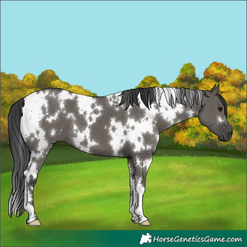Horse Color:White Spotted Grullo 