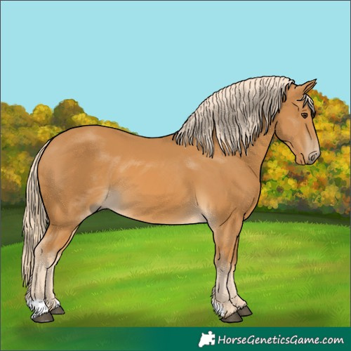Horse Color:Unknown