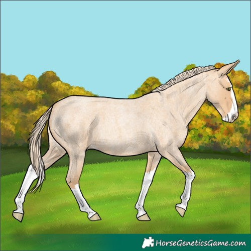 Horse Color:Gold Champagne Roan Splash 