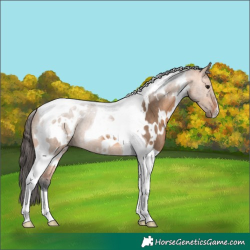 Horse Color:White Spotted Bay Dun Tobiano