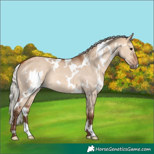Horse Color:White Spotted Silver Bay Dun 