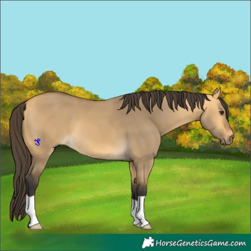Horse Color:Buckskin Dun