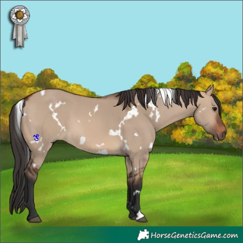 Horse Color:White Spotted Brown Dun