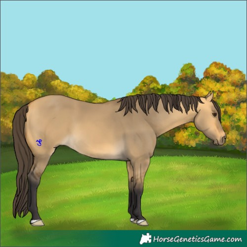 Horse Color:Buckskin Dun