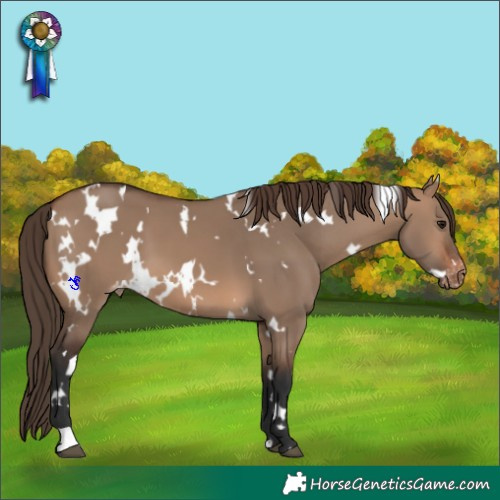 Horse Color:White Spotted Brown Dun Varnish