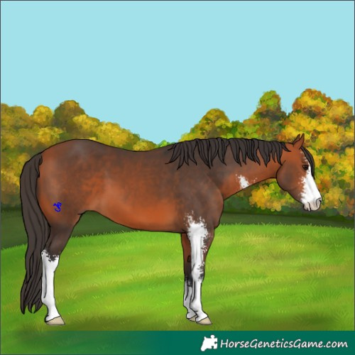 Horse Color:Bay Sabino 