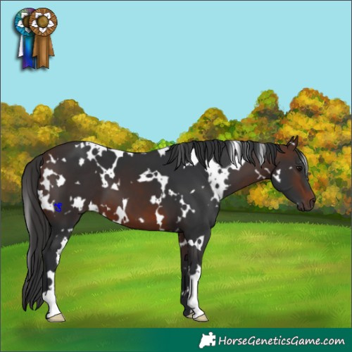 Horse Color:White Spotted Brown 