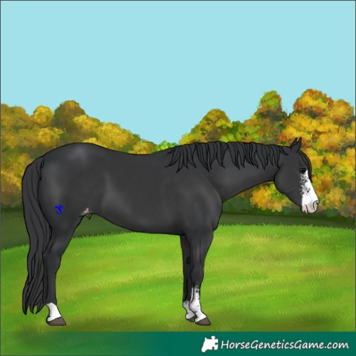 Horse Color:Black Sabino Varnish