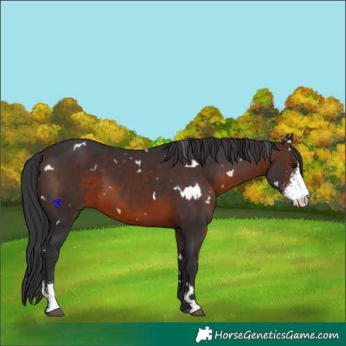 Horse Color:White Spotted Brown Sabino