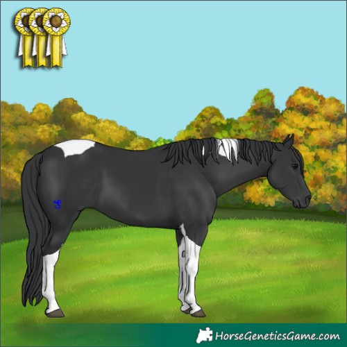 Horse Color:Black Tobiano 