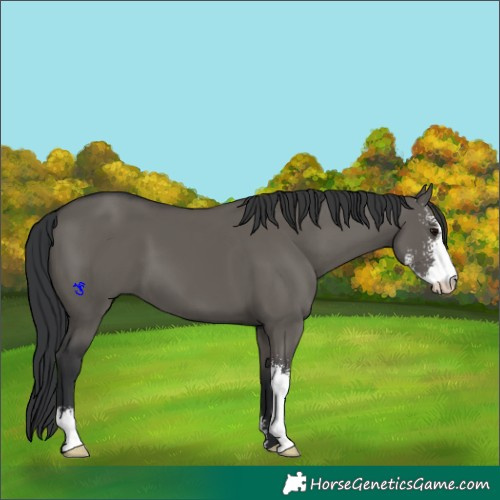 Horse Color:Grullo Sabino