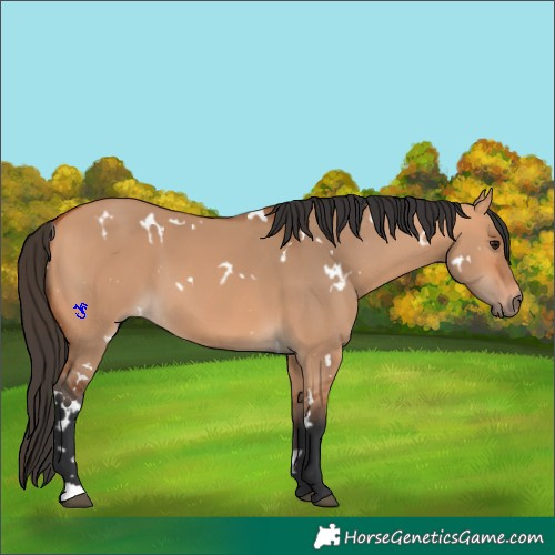 Horse Color:White Spotted Bay Dun