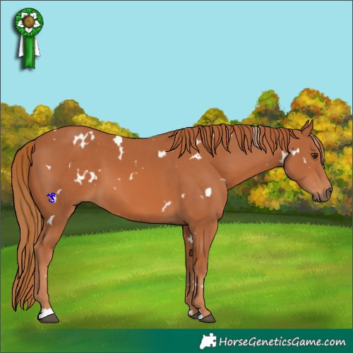 Horse Color:White Spotted Chestnut