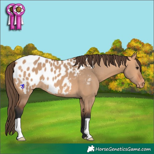 Horse Color:Bay Dun Near Leopard 